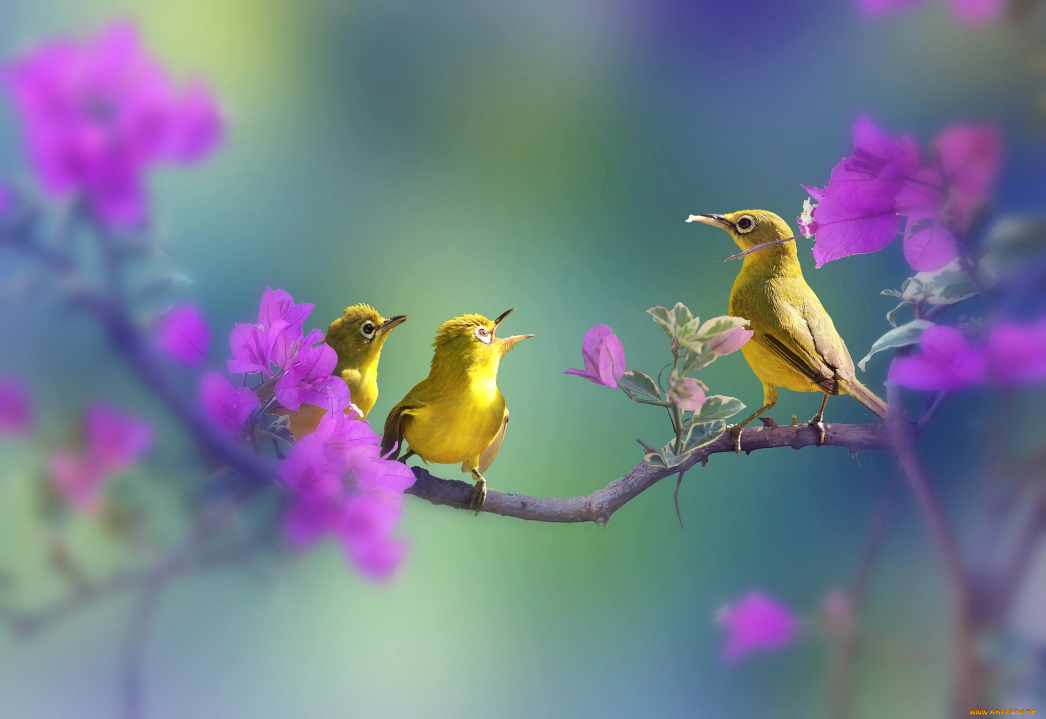 Поют весной птицы весело. Весенние птички. Птица на ветке. Птицы поют.